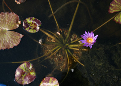 Nymphaea 'Nora'