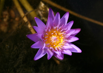 Nymphaea 'Nora'