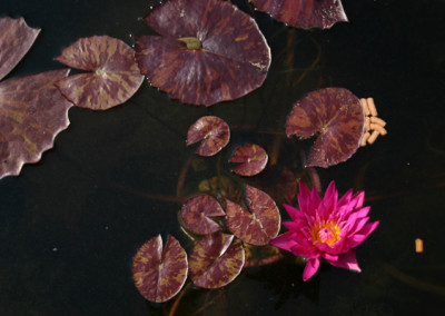 Nymphaea ‘Miami Rose’