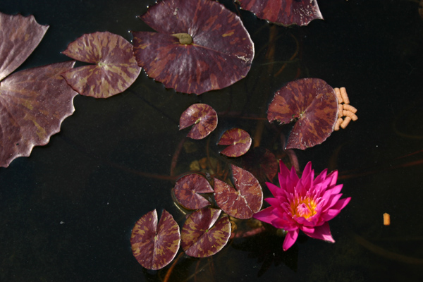 Nymphaea ‘Miami Rose’