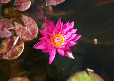 Nymphaea 'Miami Rose'