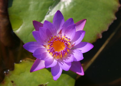 Nymphaea ‘Royal Purple’