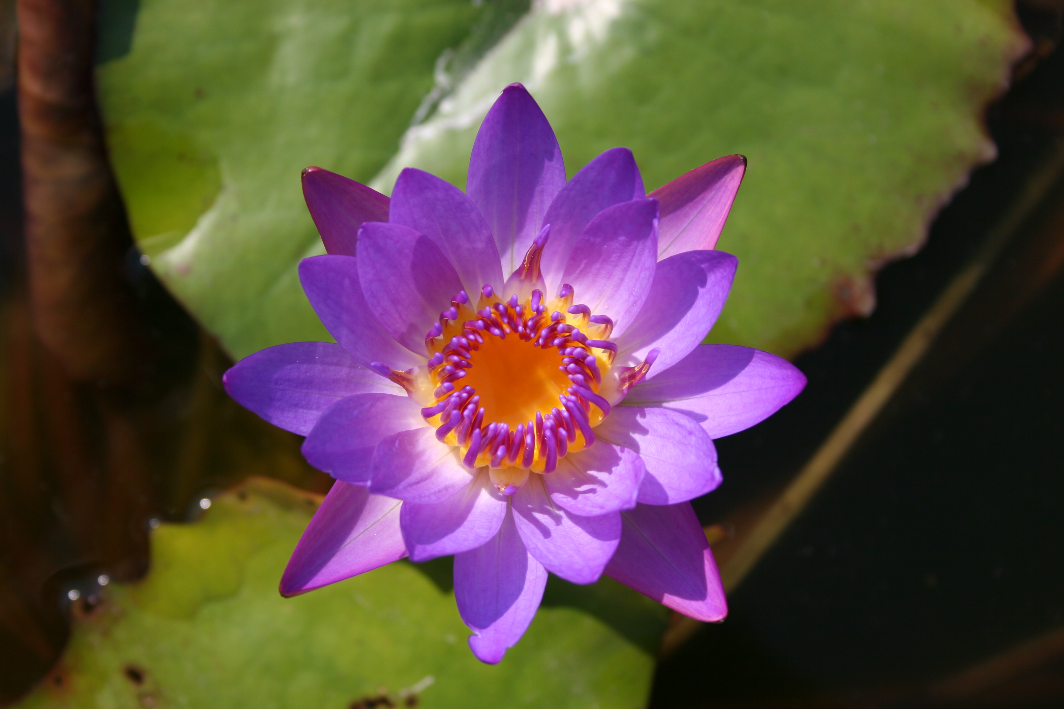 Nymphaea ‘Royal Purple’