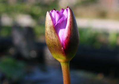 Nymphaea 'Panama Pacific'