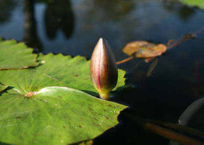 Nymphaea 'Panama Pacific'