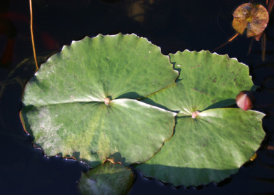 Nymphaea 'Panama Pacific'