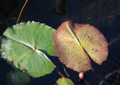 Nymphaea 'Panama Pacific'