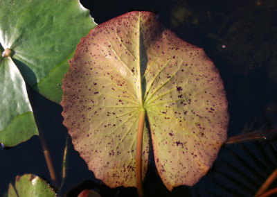 Nymphaea 'Panama Pacific'