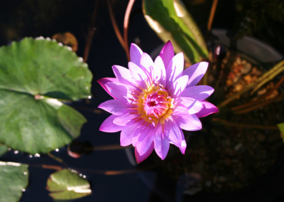 Nymphaea 'Panama Pacific'