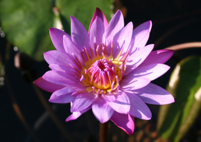 Nymphaea 'Panama Pacific'