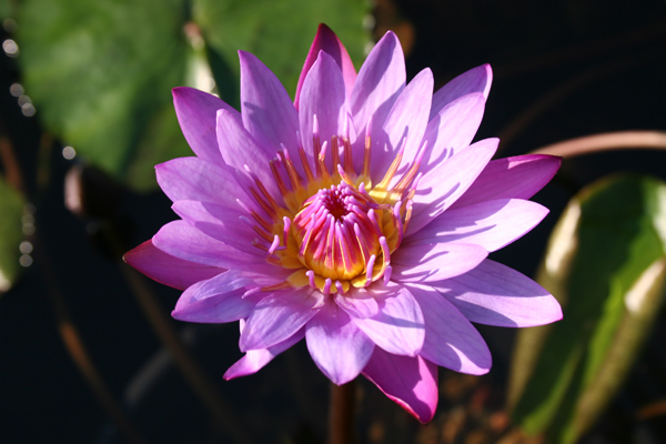 Nymphaea ‘Panama Pacific’