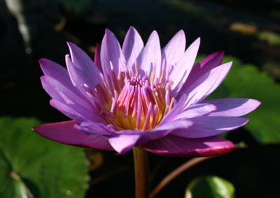 Nymphaea 'Panama Pacific'