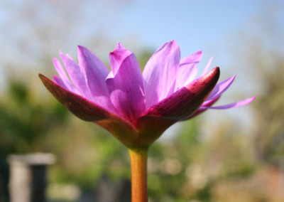 Nymphaea 'Panama Pacific'