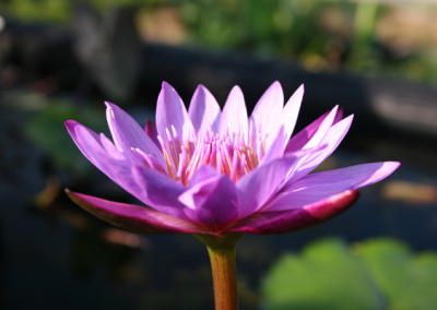 Nymphaea 'Panama Pacific'