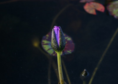 Nymphaea 'Nora'