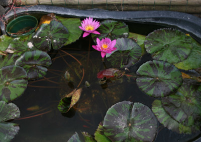 Nymphaea 'Queen of Siam'