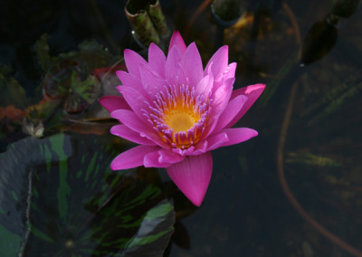 Nymphaea 'Queen of Siam'