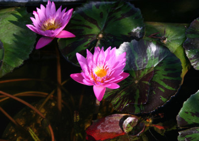 Nymphaea 'Queen of Siam'