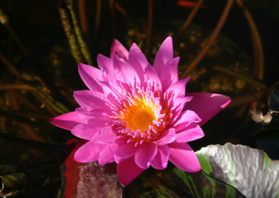 Nymphaea 'Queen of Siam'