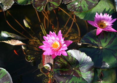 Nymphaea 'Queen of Siam'