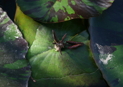 Nymphaea 'Queen of Siam'