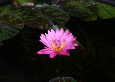 Nymphaea 'Queen of Siam'