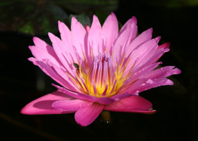 Nymphaea ‘Queen of Siam’