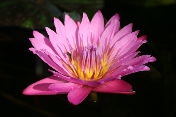 Nymphaea ‘Queen of Siam’