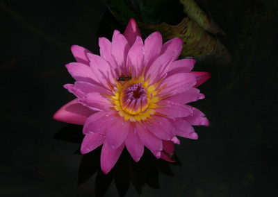 Nymphaea 'Queen of Siam'