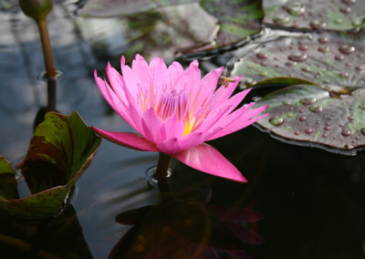 Nymphaea 'Queen of Siam'