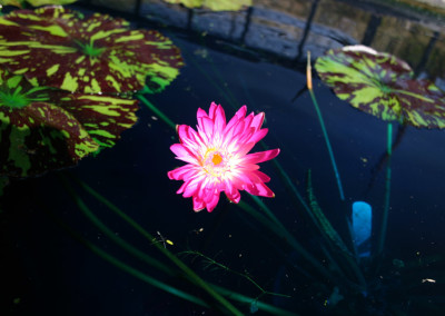 Nymphaea 'Red Anemone'