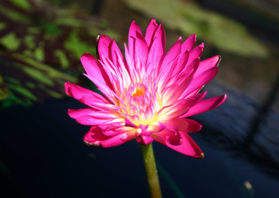 Nymphaea 'Red Anemone'