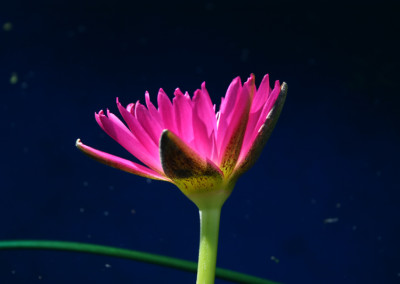 Nymphaea 'Red Anemone'