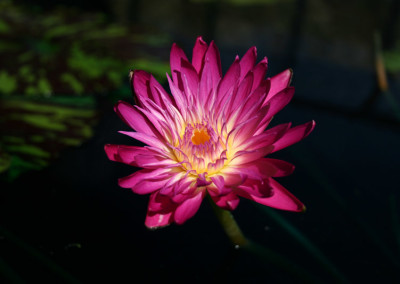 Nymphaea 'Red Anemone'