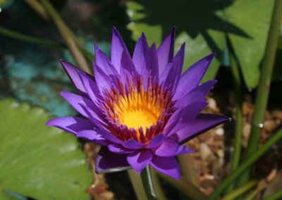 Nymphaea 'Rhonda Kay'