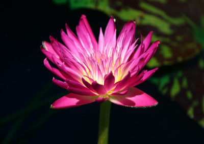 Nymphaea 'Red Anemone'