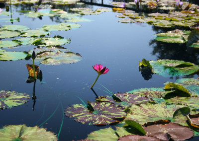 Nymphaea 'Red Anemone'