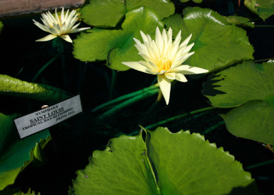 Nymphaea 'St. Louis'