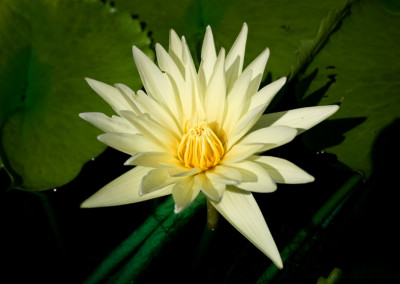 Nymphaea 'St. Louis'