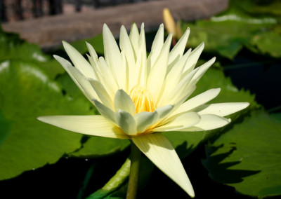 Nymphaea 'St. Louis'