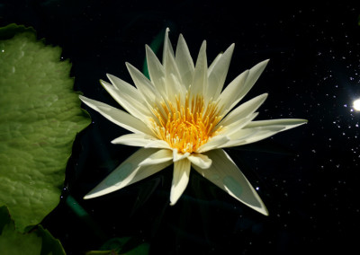 Nymphaea 'St. Louis'