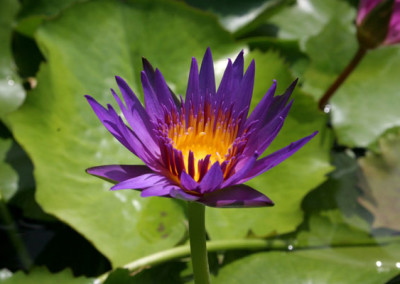 Nymphaea 'Rhonda Kay'