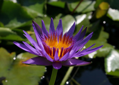 Nymphaea 'Rhonda Kay'