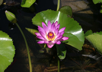 Nymphaea 'Ruby'