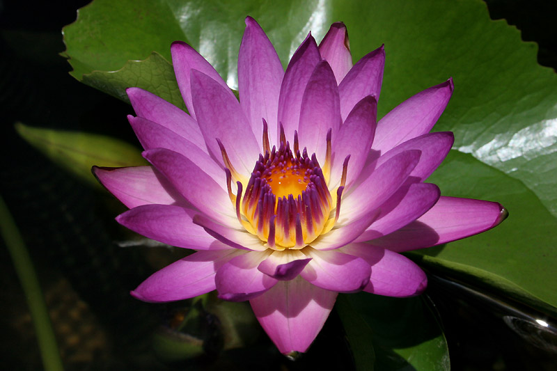 Nymphaea ‘Ruby’