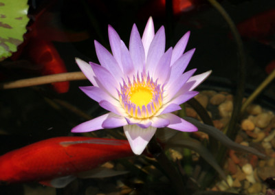 Nymphaea 'Madame Ganna Walska'