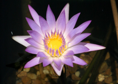 Nymphaea ‘Madame Ganna Walska’