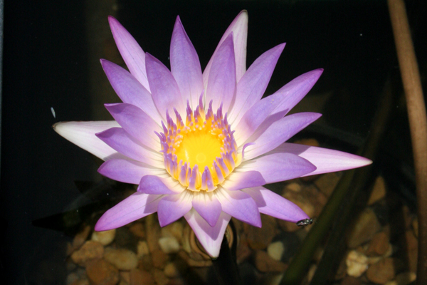 Nymphaea ‘Madame Ganna Walska’