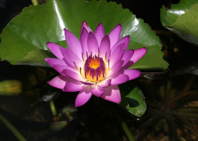 Nymphaea 'Ruby'