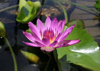 Nymphaea 'Ruby'